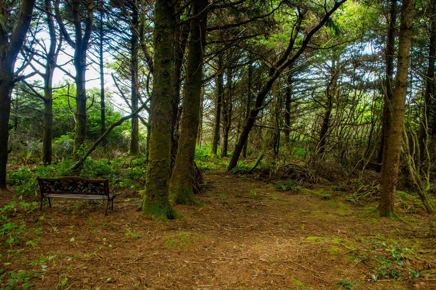 A peaceful forest scene with tall trees and a wooden bench.